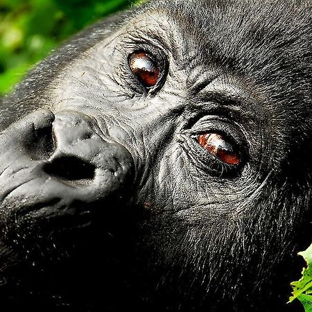 Sanctuary Gorilla Forest Camp Hotel Ntungamo  Buitenkant foto