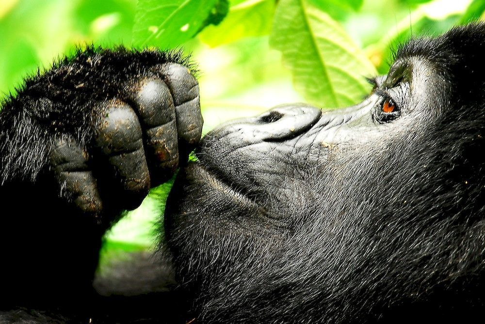 Sanctuary Gorilla Forest Camp Hotel Ntungamo  Buitenkant foto